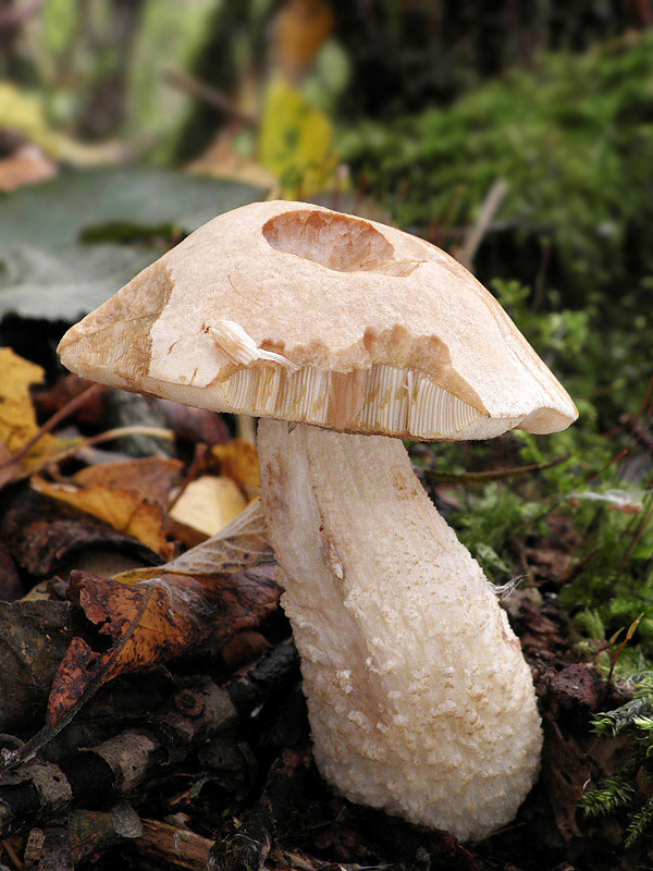 kozák biely Leccinum holopus (Rostk.) Watling