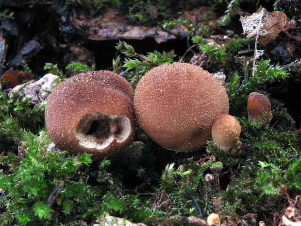 prášnica hruškovitá Lycoperdon pyriforme Schaeff.