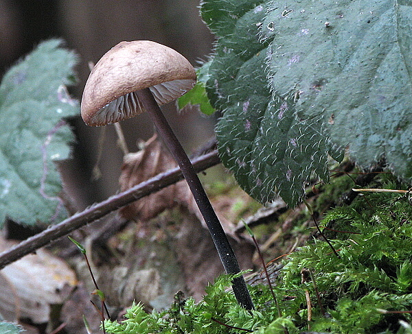 tanečnica cesnaková Mycetinis alliaceus (Jacq.) Earle ex A.W. Wilson & Desjardin