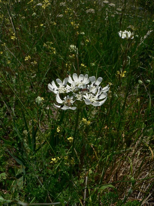 lúčovka veľkokvetá - paprska velkokvětá Orlaya grandiflora (L.) Hoffm.