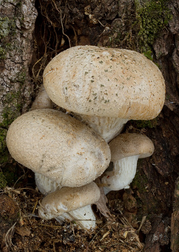 hliva dubová Pleurotus dryinus (Pers.) P. Kumm.