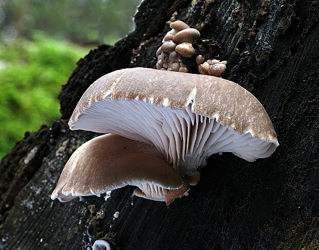 hliva ustricovitá Pleurotus ostreatus (Jacq.) P. Kumm.