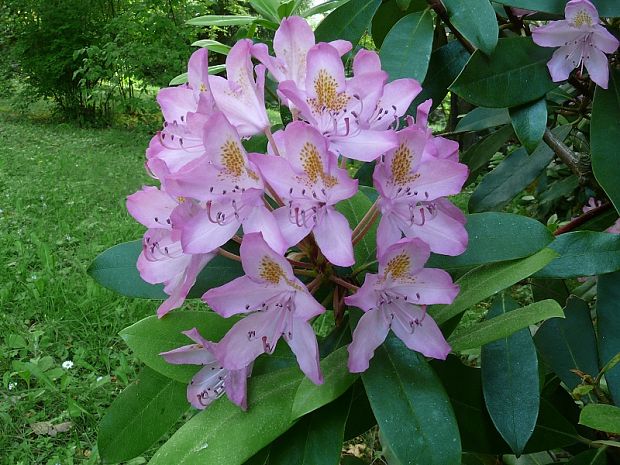 pěnišník černomořský Rhododendron ponticum L.