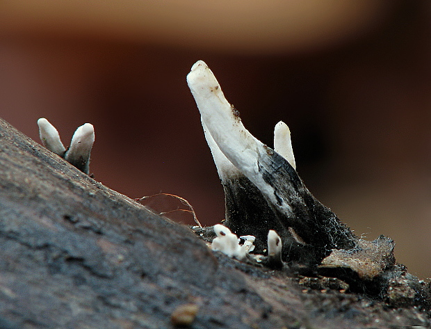 drevnatec parohatý Xylaria hypoxylon (L.) Grev.