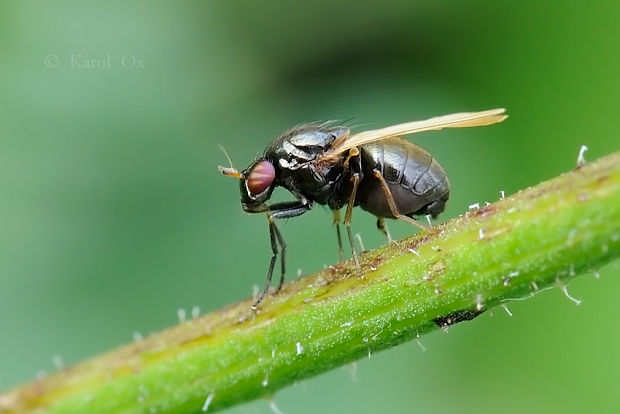 tieňovka Calliopum elisae