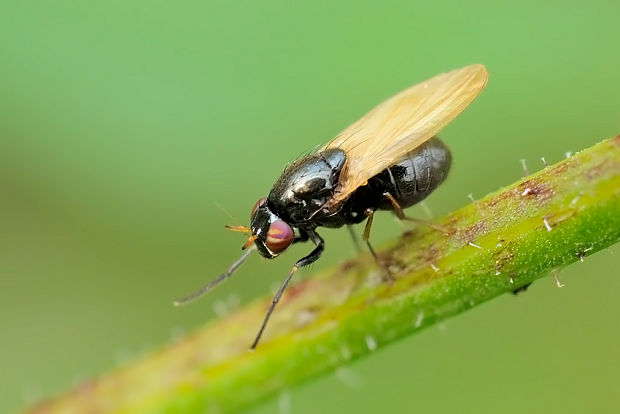 tieňovka Calliopum elisae