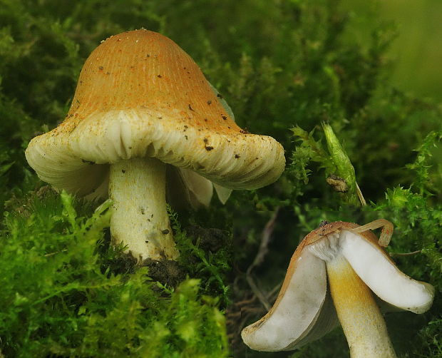 hnojník oranžovohrdzavý Coprinopsis erythrocephala (Lév.) Redhead, Vilgalys & Moncalvo