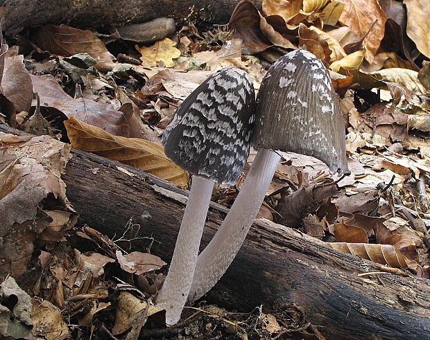 hnojník strakatý Coprinopsis picacea (Bull.) Redhead, Vilgalys & Moncalvo