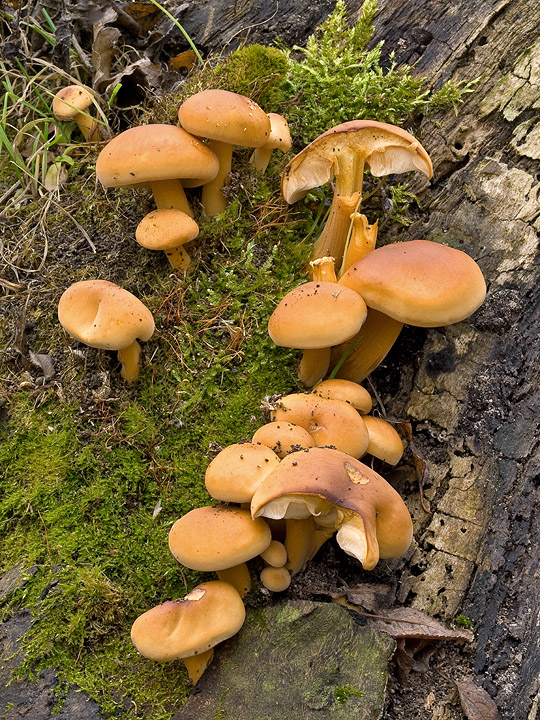 plamienka zimná dlhospóra Flammulina elastica (Lasch) Redhead & R.H. Petersen