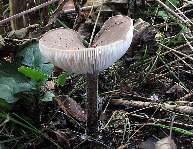 tmavuľka Melanoleuca sp.