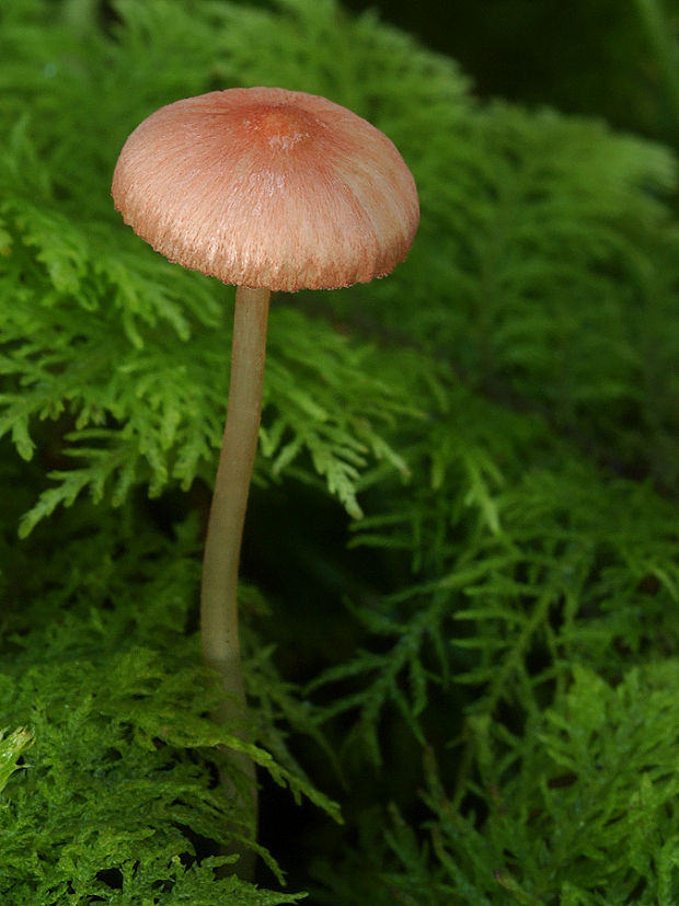 prilbička ružová Mycena rosella (Fr.) P. Kumm.