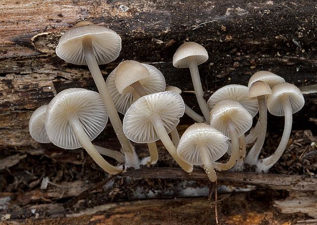 prilbička hnedosivá Mycena tintinnabulum (Paulet) Quél.