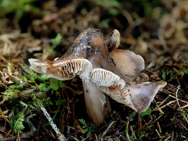 koreňovica zahrotená Phaeocollybia lugubris (Fr.) R. Heim