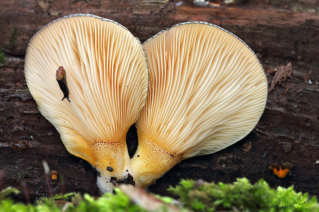 pňovka neskorá Sarcomyxa serotina (Pers.) P. Karst.