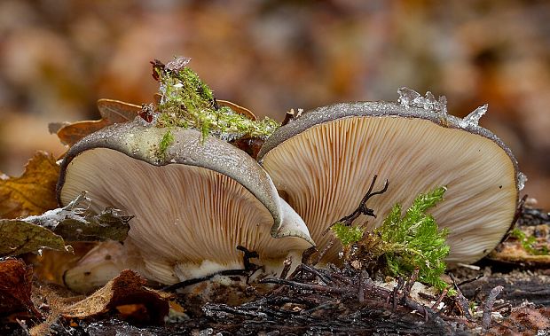 pňovka neskorá Sarcomyxa serotina (Pers.) P. Karst.