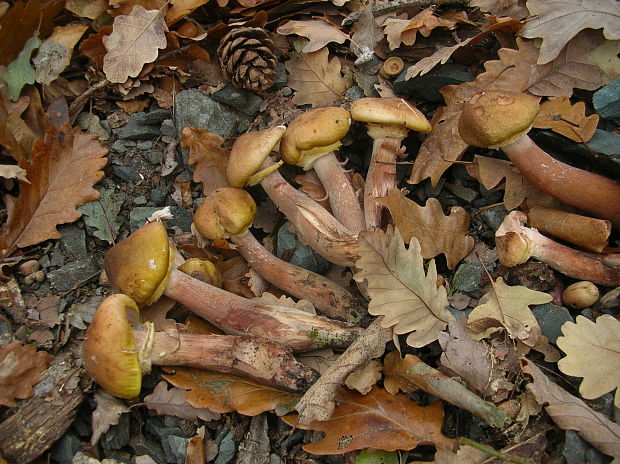 podpňovka Armillaria sp.