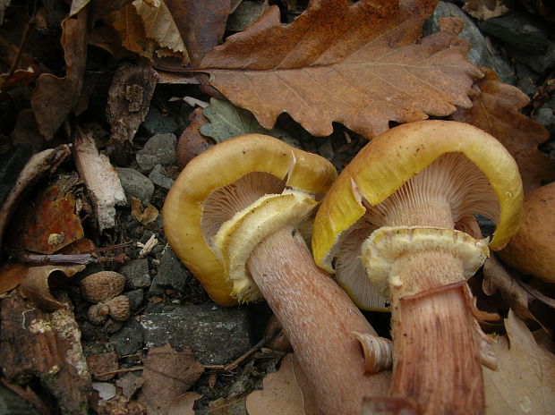 podpňovka Armillaria sp.