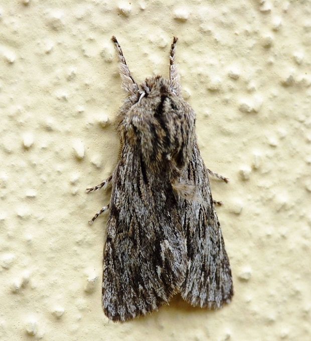 mora novembrová Asteroscopus sphinx