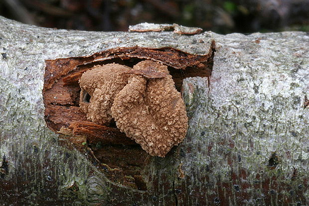 dutinovka otrubnatá Encoelia furfuracea (Roth) P. Karst.