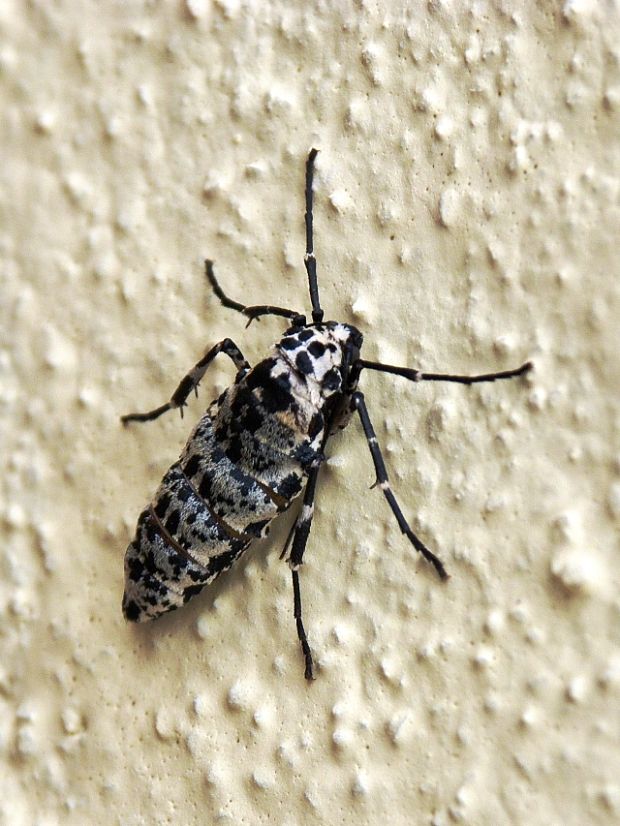 piadivka zimná♀ Erannis defoliaria