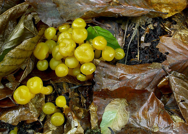 klincovka slizká Leotia lubrica (Scop.) Pers.