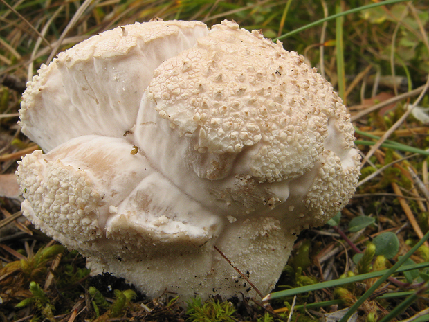 prášnica bradavičnatá Lycoperdon perlatum Pers.