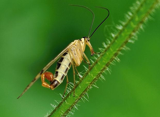 srpica obyčajná Panorpa communis