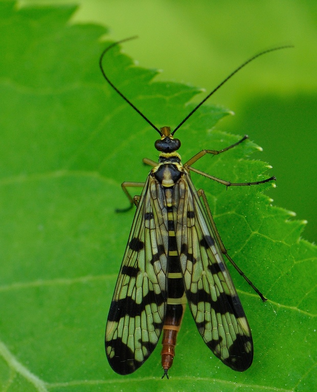 srpica Panorpa vulgaris