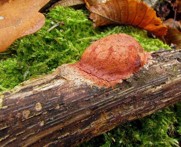 sieťnatka obyčajná Reticularia lycoperdon Bull.