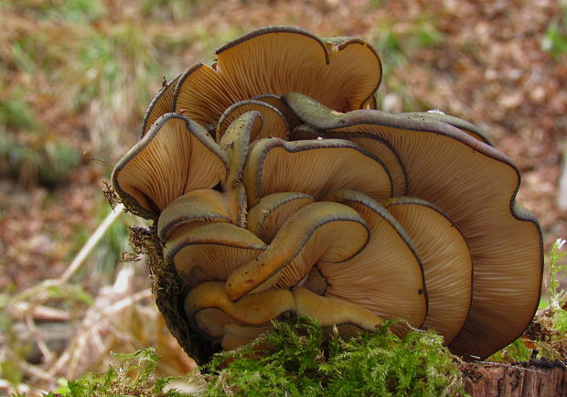 pňovka neskorá Sarcomyxa serotina (Pers.) P. Karst.