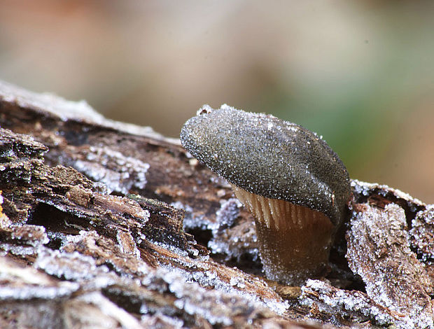 pňovka neskorá Sarcomyxa serotina (Pers.) P. Karst.