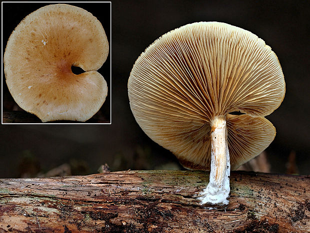 šupinovec nevoňavý Gymnopilus penetrans (Fr.) Murrill