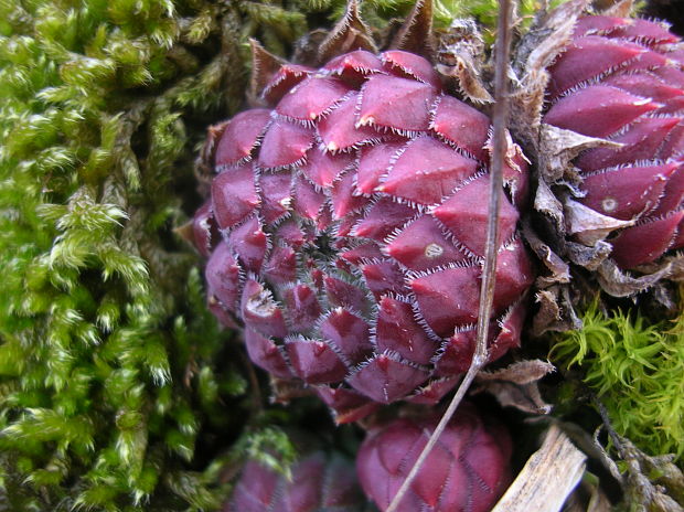 skalničník guľkovitý lysavejúci Jovibarba globifera subsp. glabrescens (Sabr.) Letz, ined.