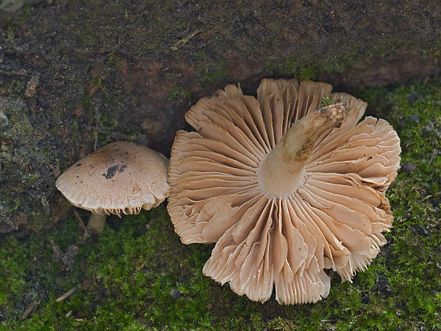 šupinovka spálenisková Pholiota highlandensis (Peck) Quadr. & Lunghini