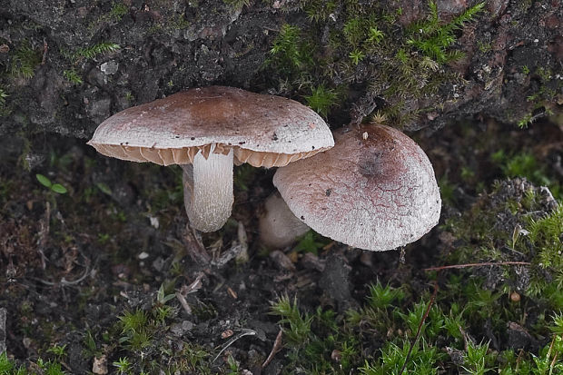 šupinovka spálenisková Pholiota highlandensis (Peck) Quadr. & Lunghini