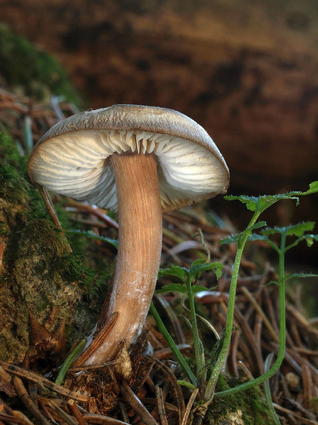 peniazovka maslová Rhodocollybia butyracea (Bull.) Lennox