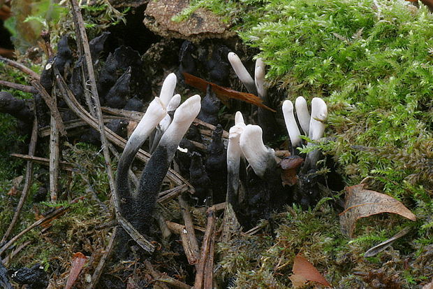 drevnatec parohatý Xylaria hypoxylon (L.) Grev.