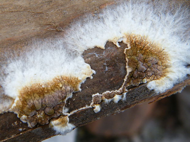 chrastavka pivničná Coniophora puteana (Schumach.) P. Karst.