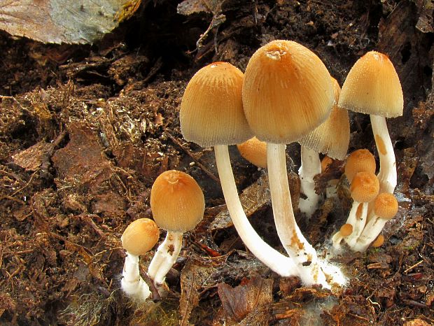 hnojník okrový Coprinellus domesticus (Bolton) Vilgalys, Hopple & Jacq. Johnson