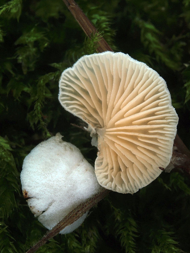 pahliva Crepidotus sp.