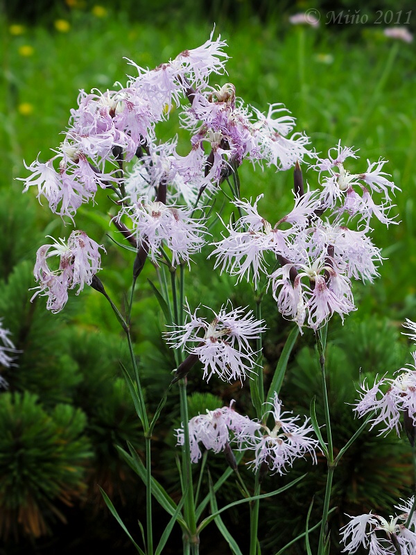 klinček pyšný alpský Dianthus superbus subsp. alpestris (Kablík. ex Uechtr.) Čelak.