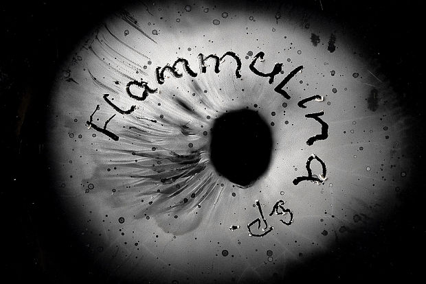 plamienka Flammulina sp.