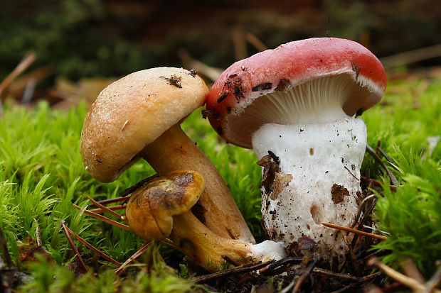 sliziak ružový Gomphidius roseus (Fr.) Oudem.