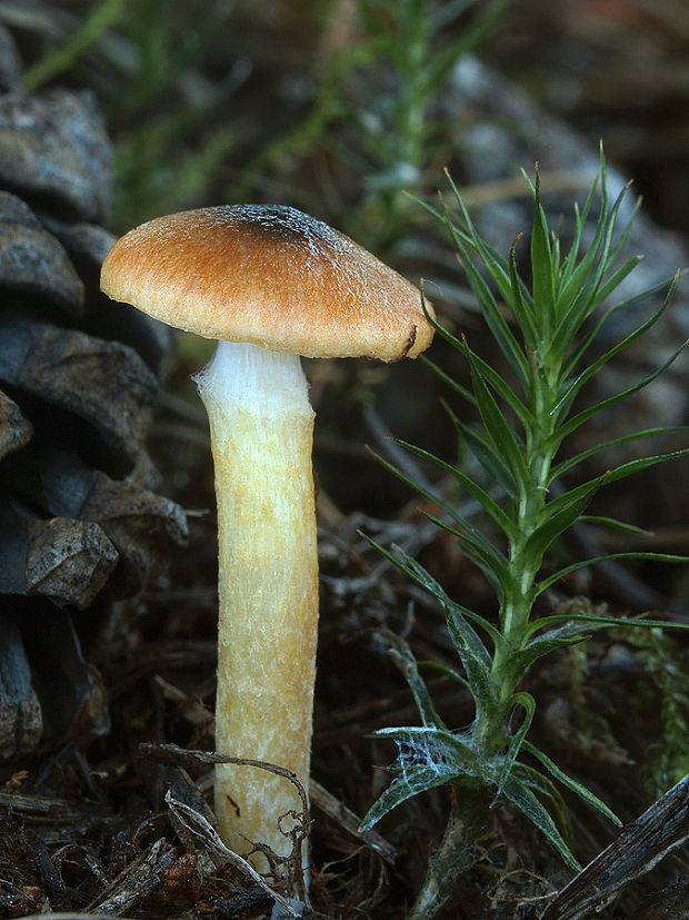 šťavnačka mrazová Hygrophorus hypothejus (Fr.) Fr.