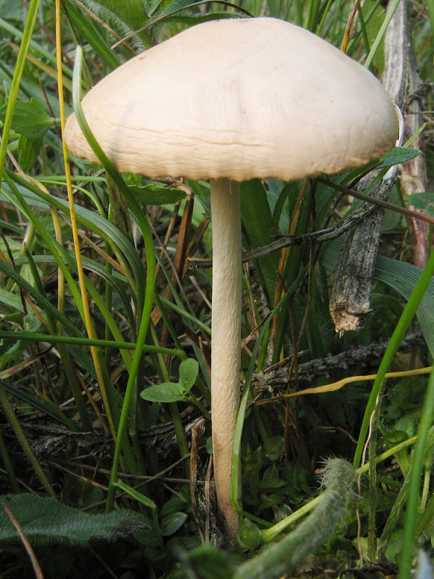 tanečnica poľná Marasmius oreades (Bolton) Fr.