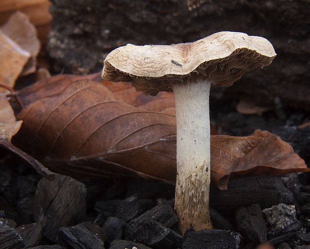 šupinovka spálenisková Pholiota highlandensis (Peck) Quadr. & Lunghini