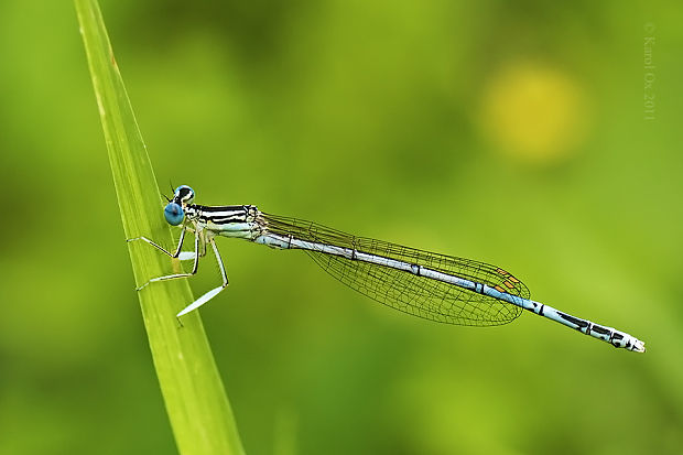 šidielko ploskonohé Platycnemis pennipes