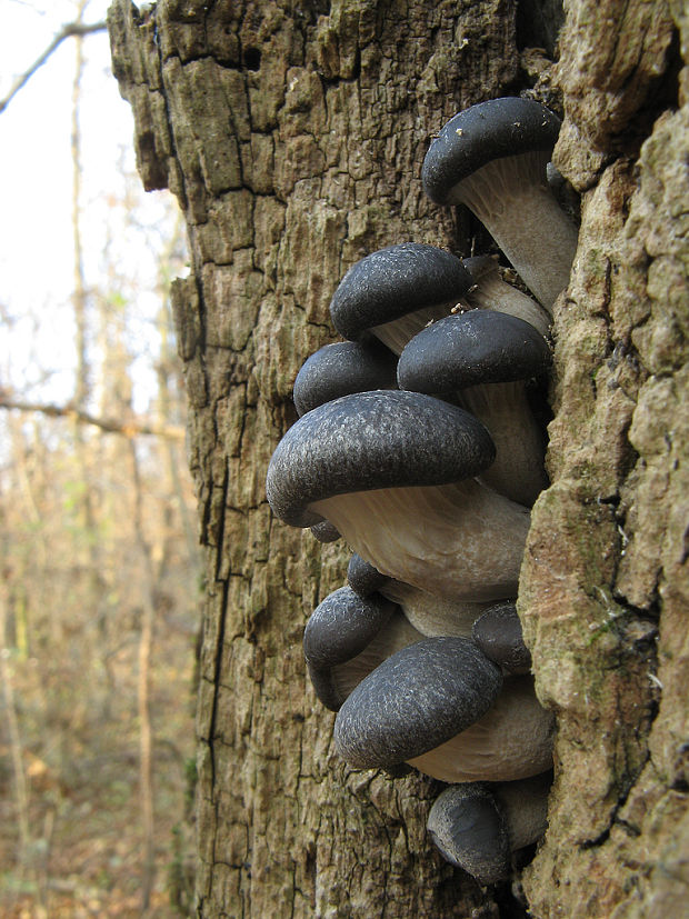 hliva ustricovitá modrastá Pleurotus columbinus Quél.