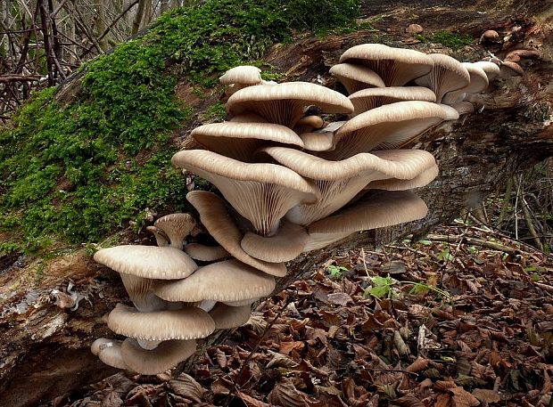 hliva ustricovitá Pleurotus ostreatus (Jacq.) P. Kumm.