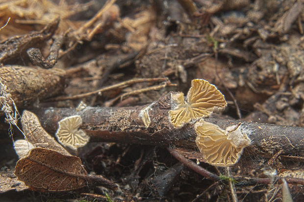 pahliva Crepidotus sp.